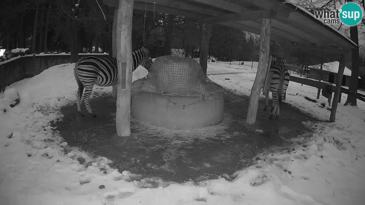 Le Zebre nello ZOO di Ljubljana – Slovenia Live webcam