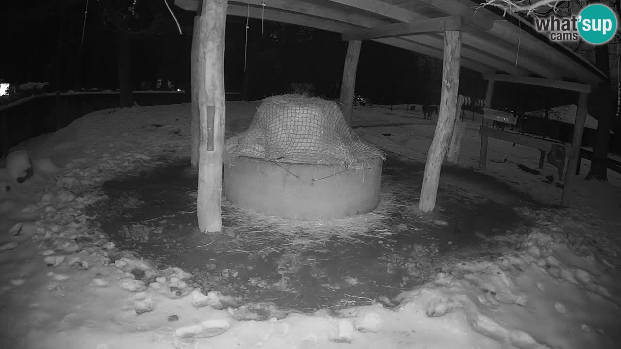 Live Webcam Zebras in Ljubljana ZOO – Slowenien