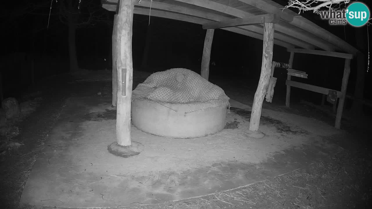 Live webcam Zebras in Ljubljana ZOO – Slovenia