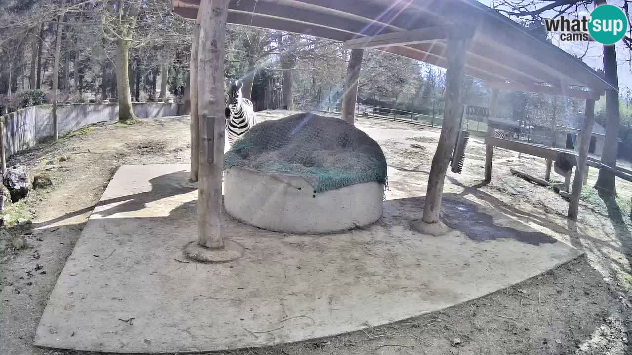 Zebre v živo v živalskem vrtu Ljubljana ZOO spletne kamere