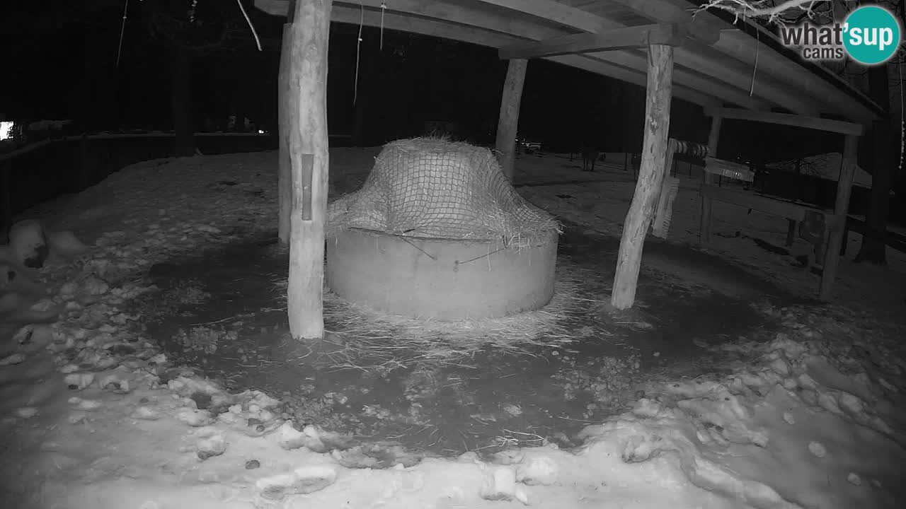 Live webcam Les zèbres in Ljubljana ZOO – Slovénie