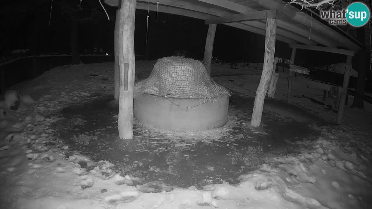 Le Zebre nello ZOO di Ljubljana – Slovenia Live webcam