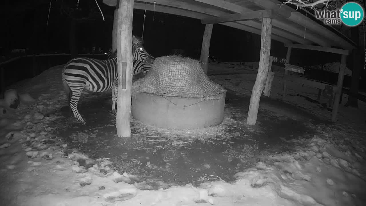 Camera en vivo Cebras in Ljubljana ZOO – Eslovenia