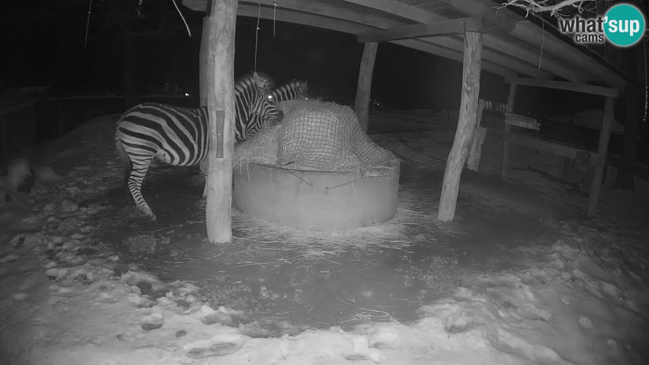 Web kamera uživo Zebras u ZOO Ljubljana – Slovenija