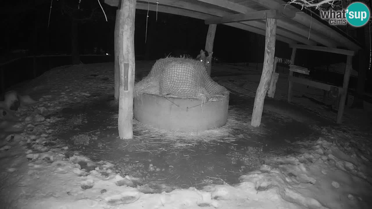 Le Zebre nello ZOO di Ljubljana – Slovenia Live webcam