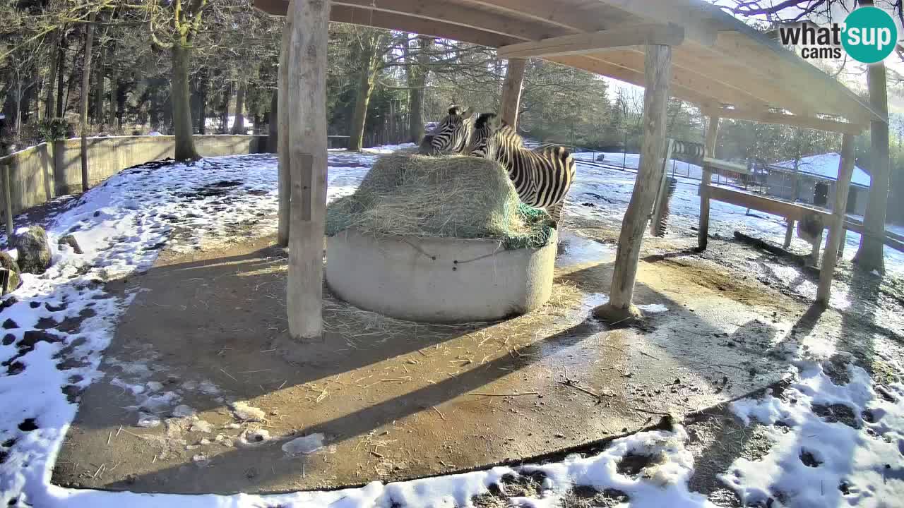 Camera en vivo Cebras in Ljubljana ZOO – Eslovenia