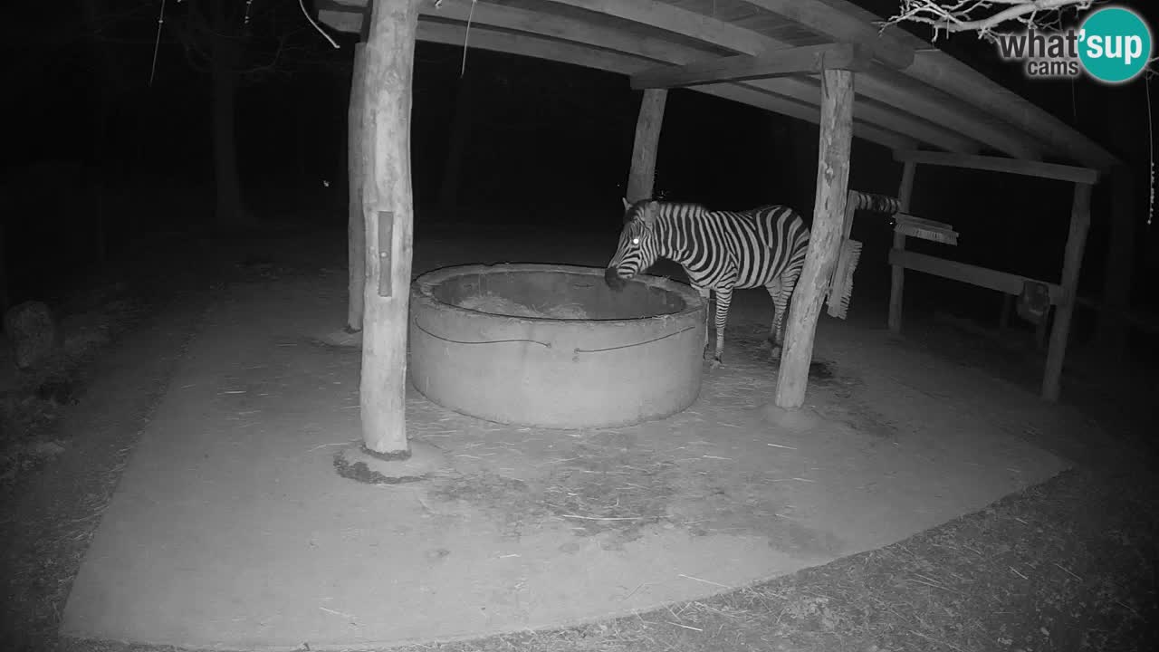 Live webcam Les zèbres in Ljubljana ZOO – Slovénie