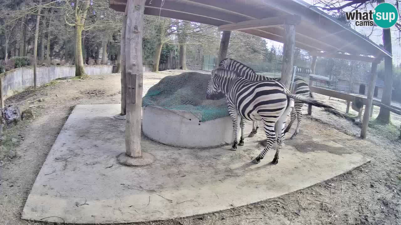 Web kamera uživo Zebras u ZOO Ljubljana – Slovenija