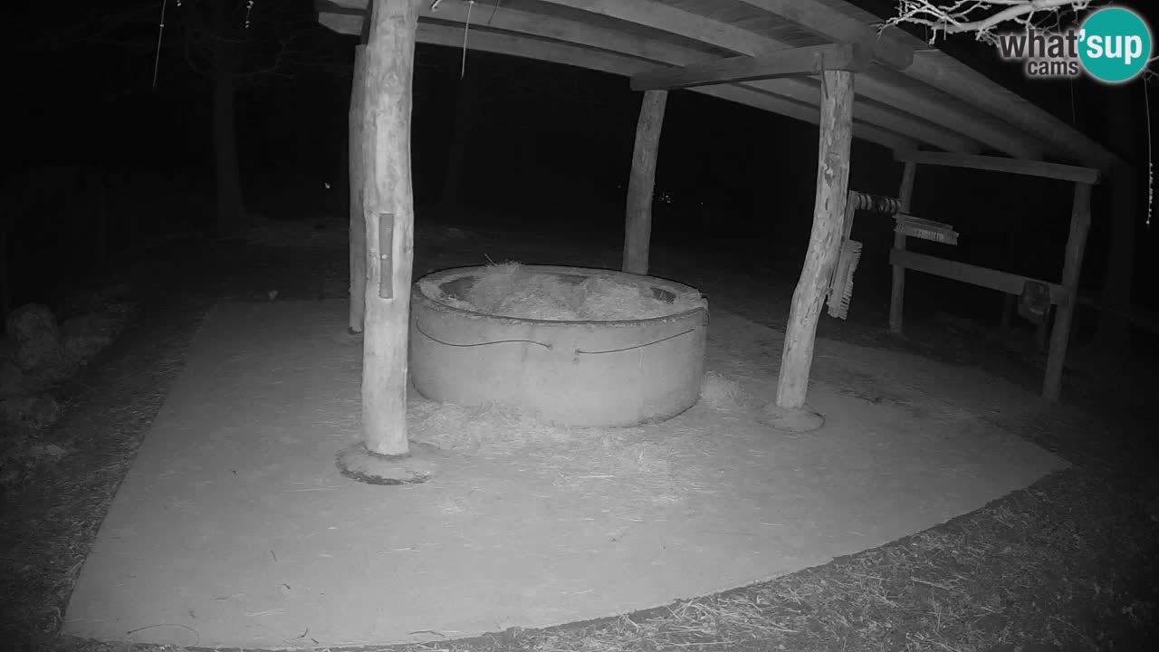 Le Zebre nello ZOO di Ljubljana – Slovenia Live webcam