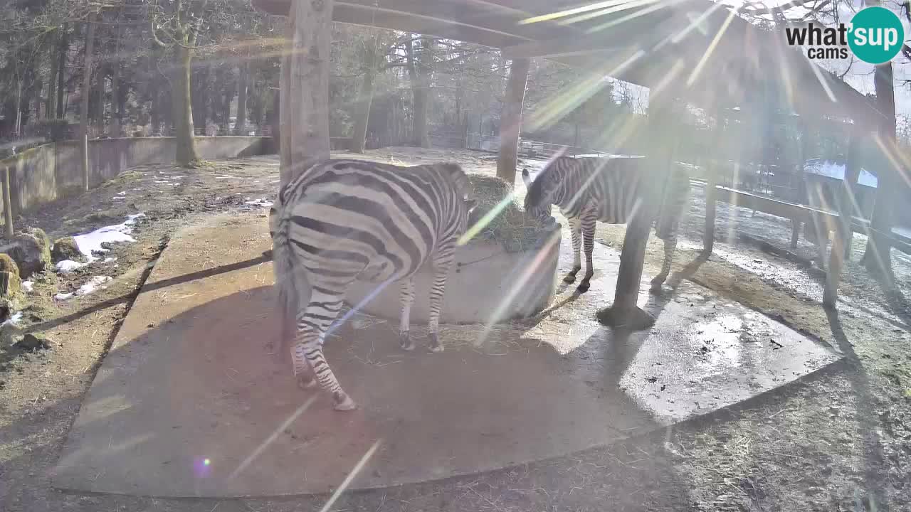 Live Webcam Zebras in Ljubljana ZOO – Slowenien