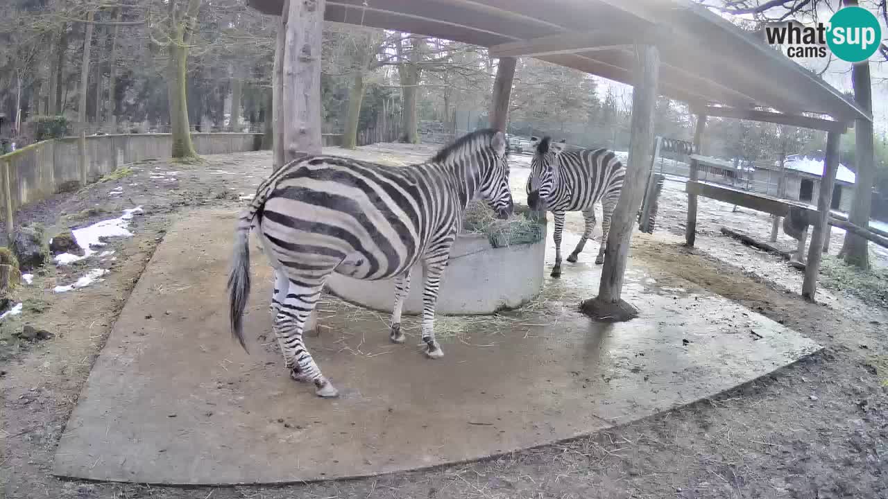 Live Webcam Zebras in Ljubljana ZOO – Slowenien
