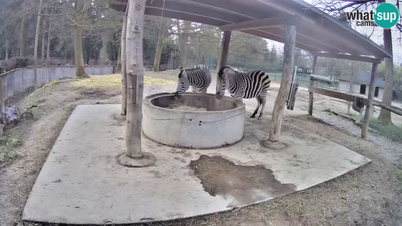 Le Zebre nello ZOO di Ljubljana – Slovenia Live webcam