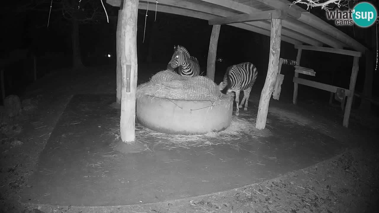 Live webcam Zebras in Ljubljana ZOO – Slovenia