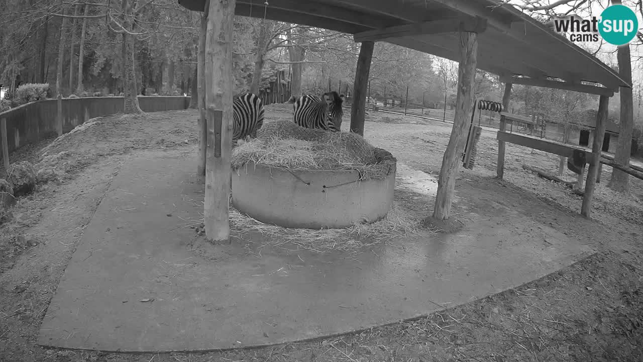 Live webcam Zebras in Ljubljana ZOO – Slovenia