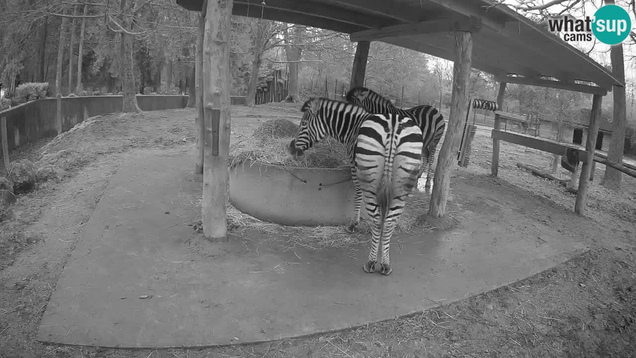Live webcam Zebras in Ljubljana ZOO – Slovenia
