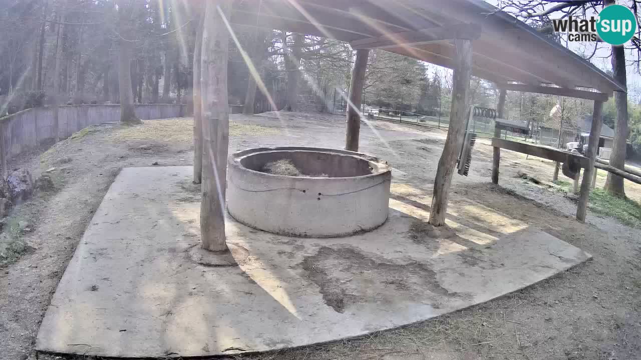 Live Webcam Zebras in Ljubljana ZOO – Slowenien