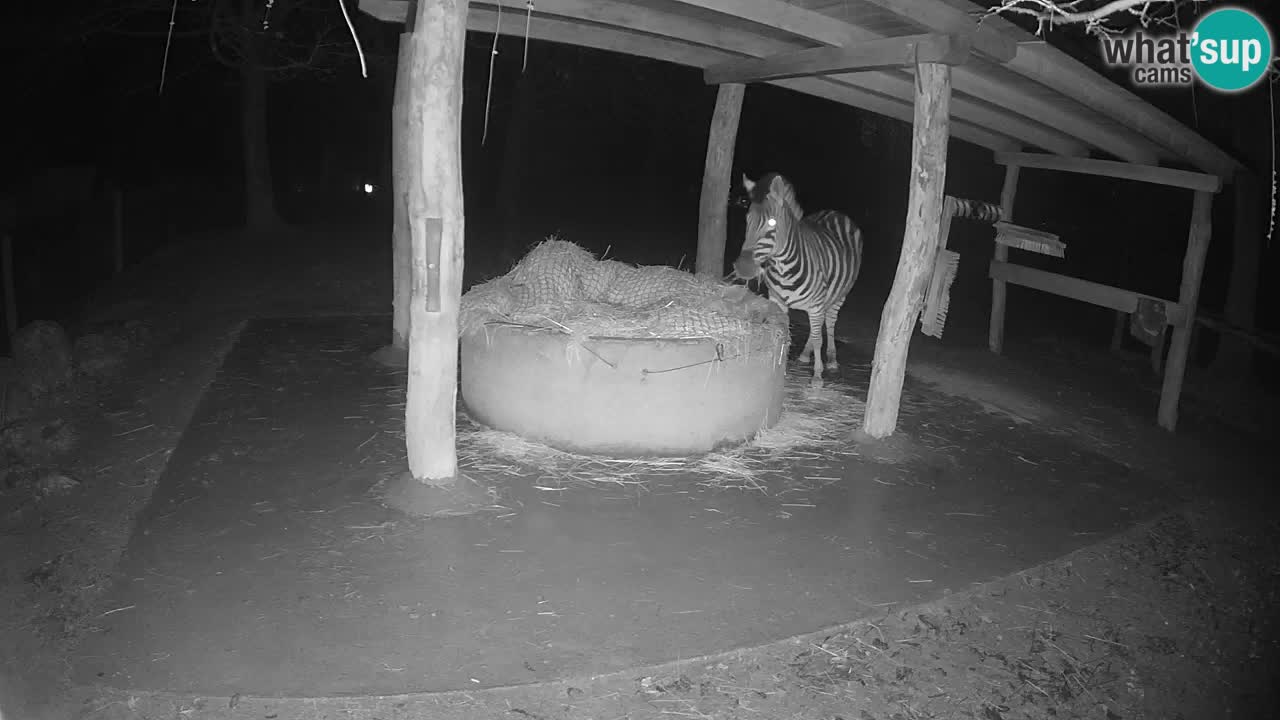 Live webcam Zebras in Ljubljana ZOO – Slovenia