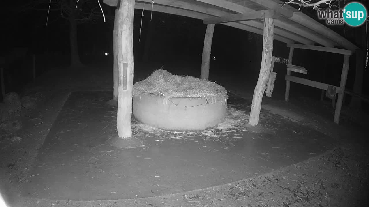 Web kamera uživo Zebras u ZOO Ljubljana – Slovenija