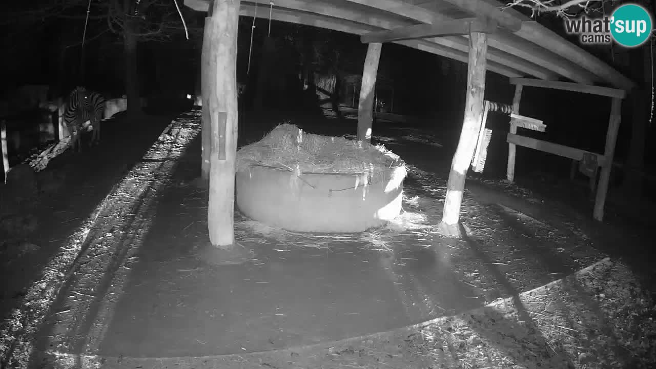 Web kamera uživo Zebras u ZOO Ljubljana – Slovenija