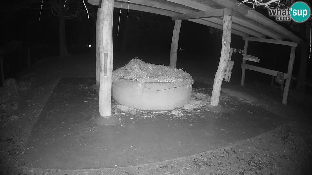 Web kamera uživo Zebras u ZOO Ljubljana – Slovenija