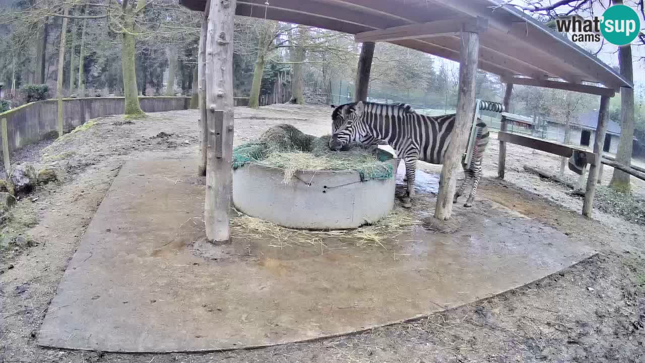 Web kamera uživo Zebras u ZOO Ljubljana – Slovenija