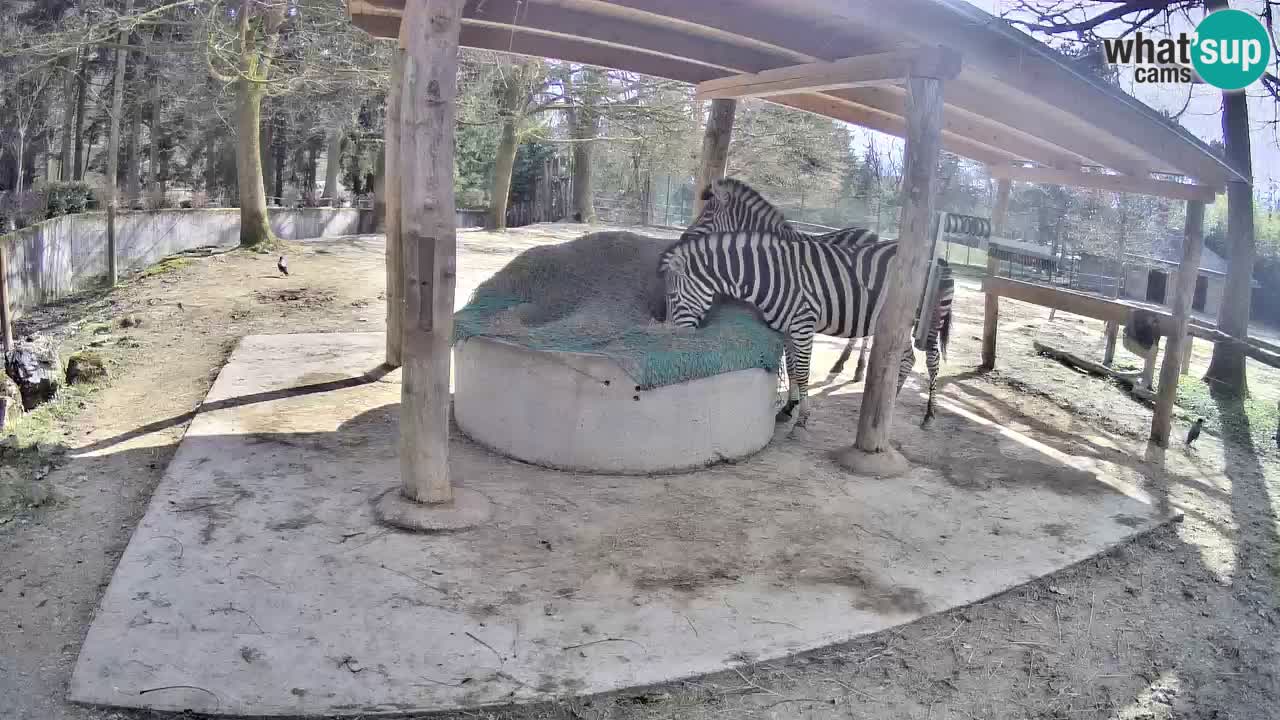 Live webcam Zebras in Ljubljana ZOO – Slovenia