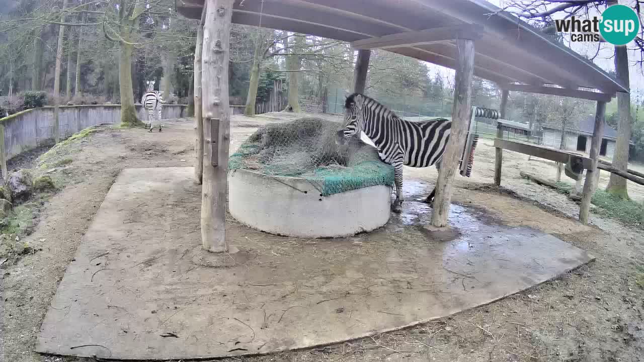 Live webcam Zebras in Ljubljana ZOO – Slovenia