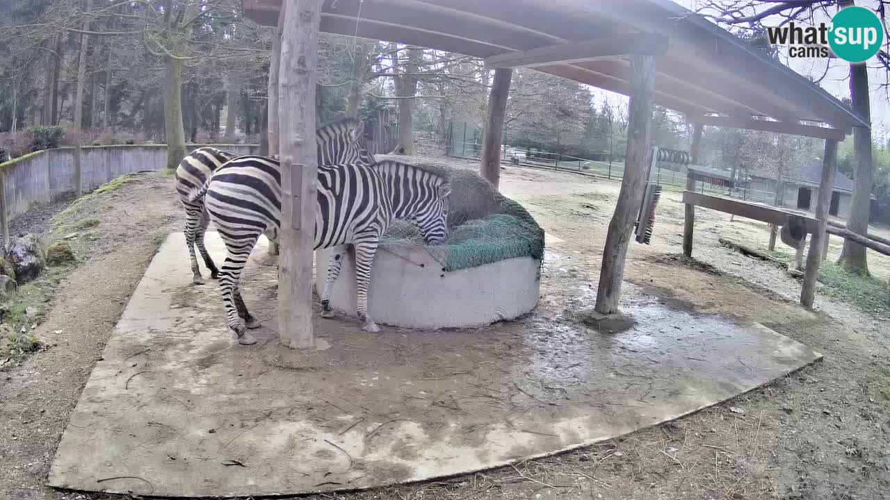 Live webcam Zebras in Ljubljana ZOO – Slovenia
