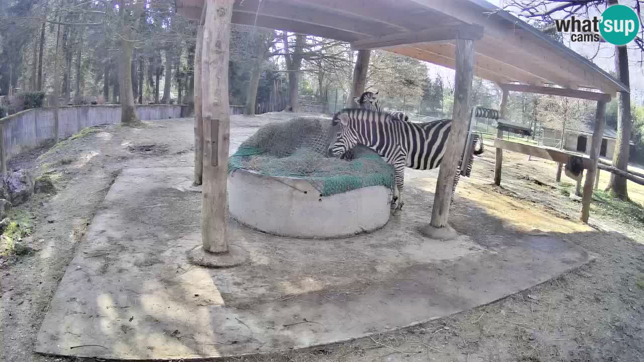 Live webcam Zebras in Ljubljana ZOO – Slovenia