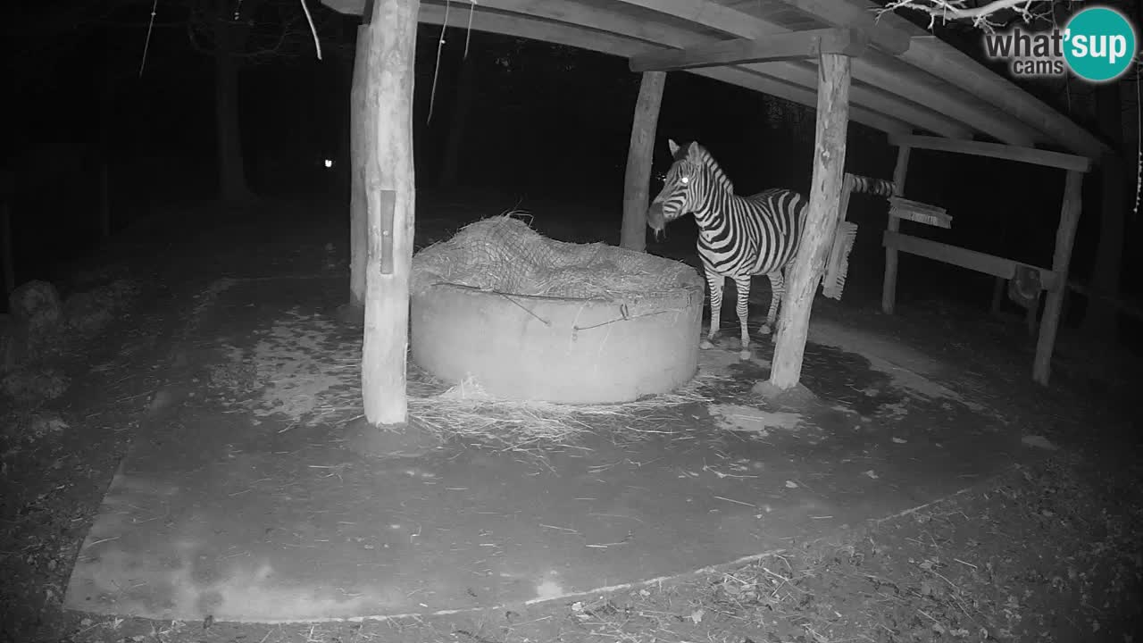 Web kamera uživo Zebras u ZOO Ljubljana – Slovenija