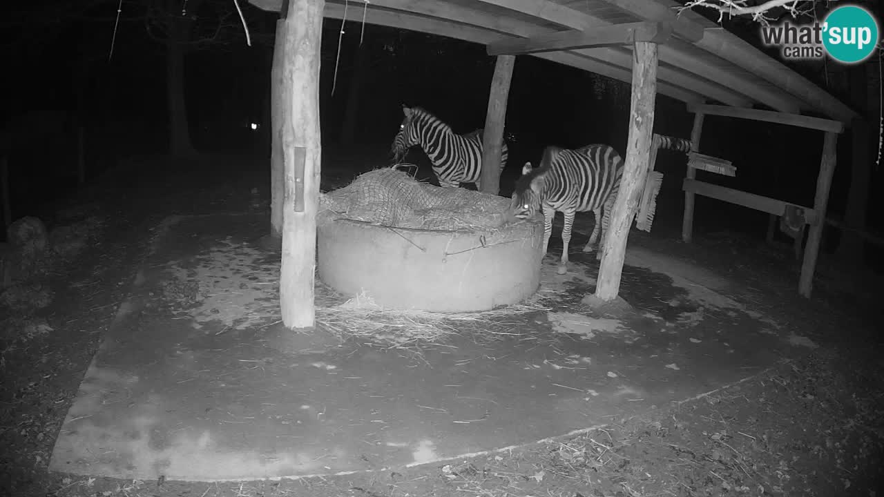 Web kamera uživo Zebras u ZOO Ljubljana – Slovenija