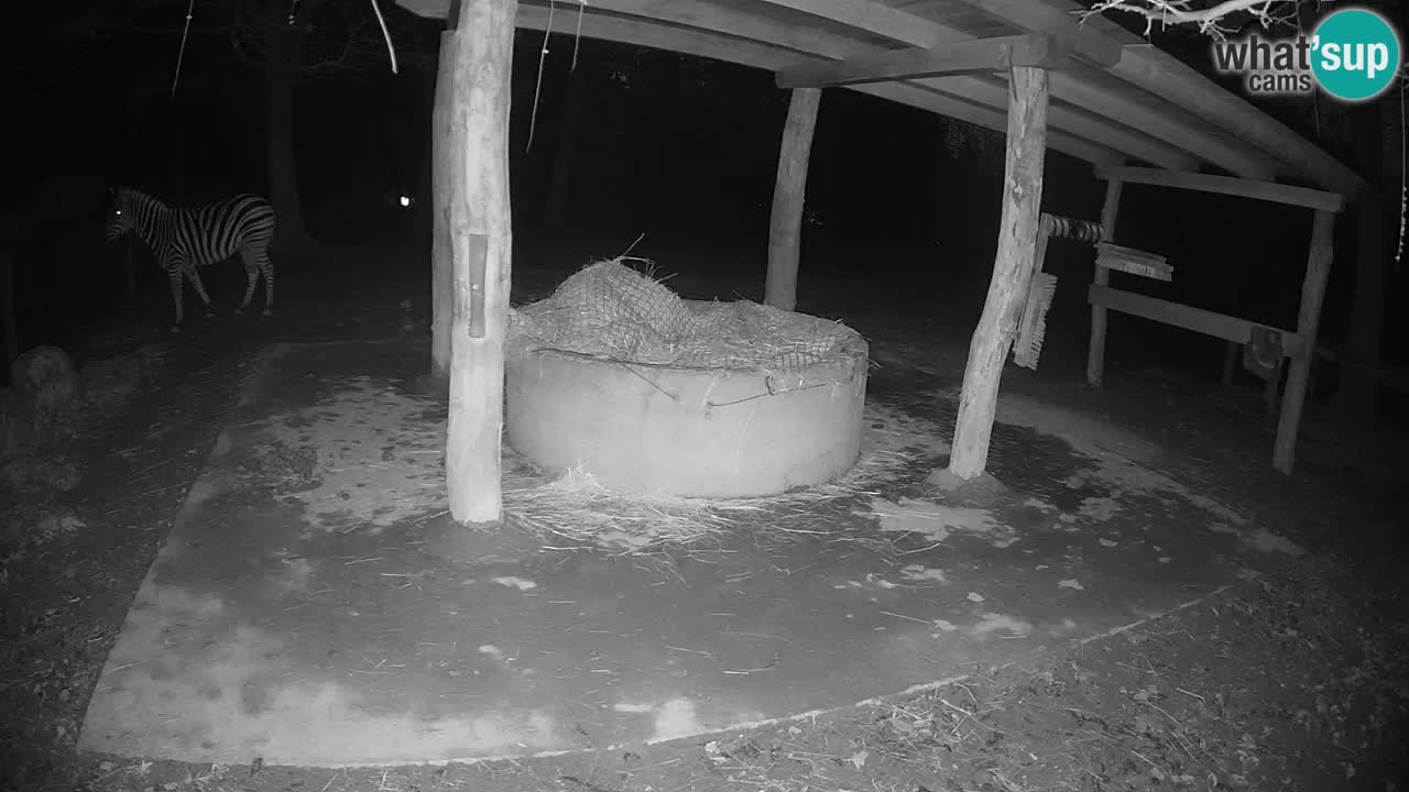 Web kamera uživo Zebras u ZOO Ljubljana – Slovenija