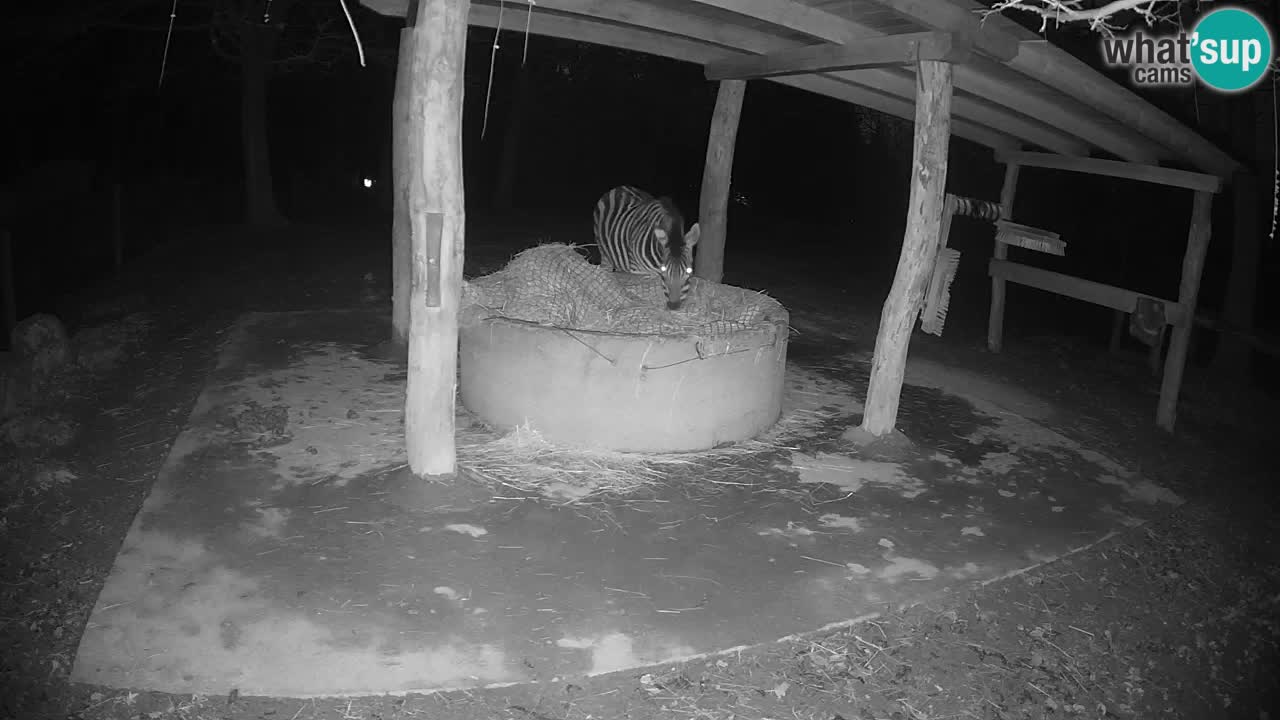 Le Zebre nello ZOO di Ljubljana – Slovenia Live webcam