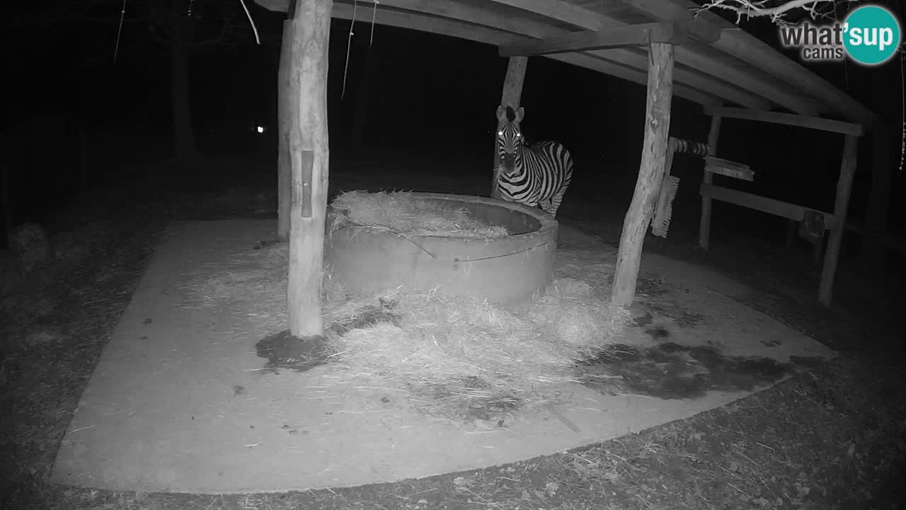 Le Zebre nello ZOO di Ljubljana – Slovenia Live webcam