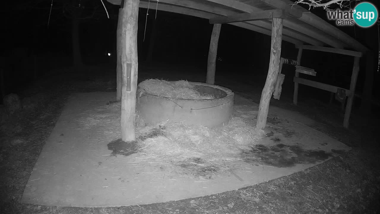 Live webcam Les zèbres in Ljubljana ZOO – Slovénie