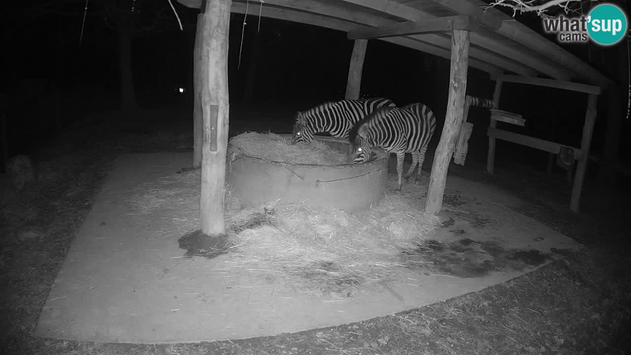 Live webcam Les zèbres in Ljubljana ZOO – Slovénie