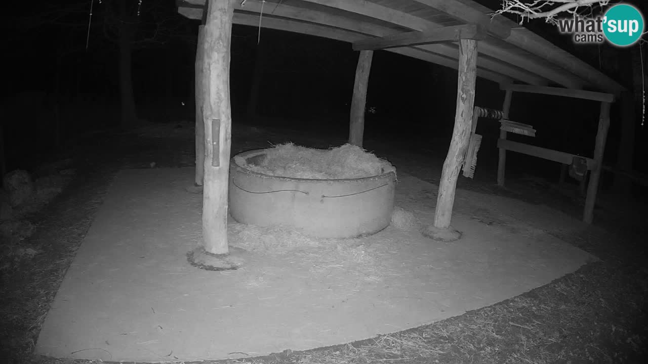 Live webcam Les zèbres in Ljubljana ZOO – Slovénie