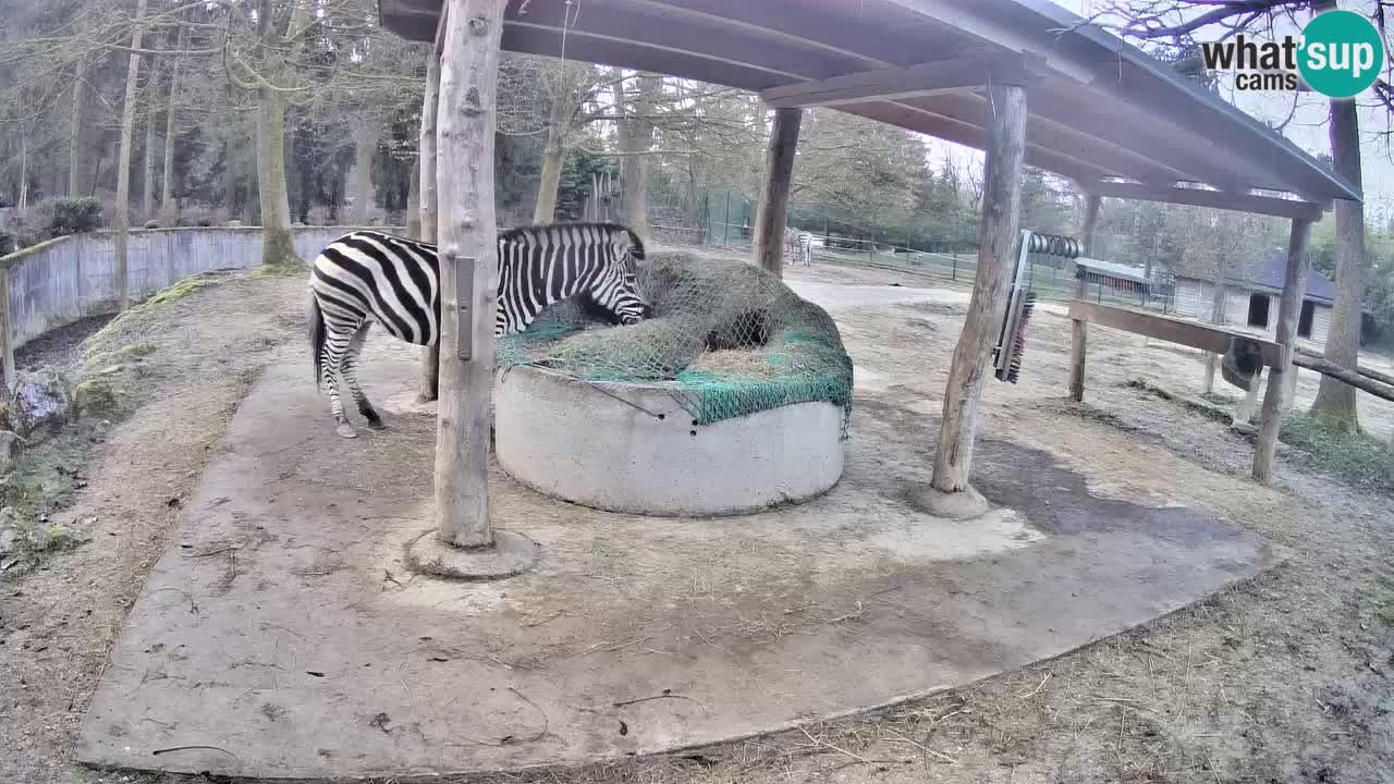 Camera en vivo Cebras in Ljubljana ZOO – Eslovenia