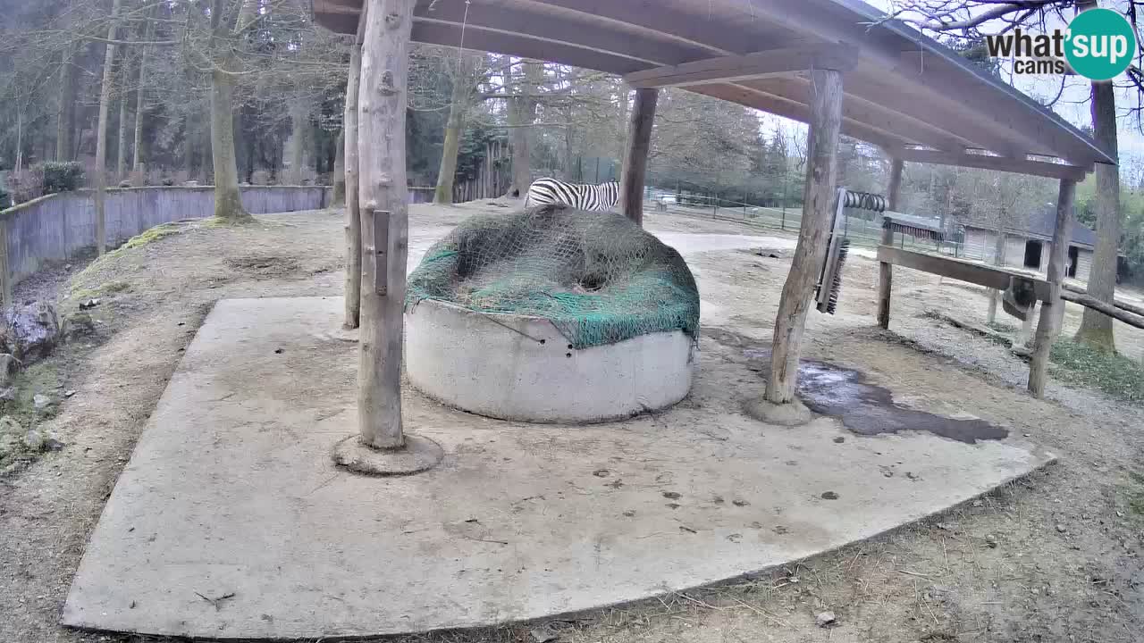Zebre v živo v živalskem vrtu Ljubljana ZOO spletne kamere