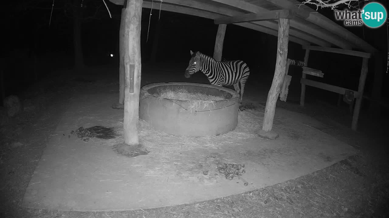 Zebre v živo v živalskem vrtu Ljubljana ZOO spletne kamere