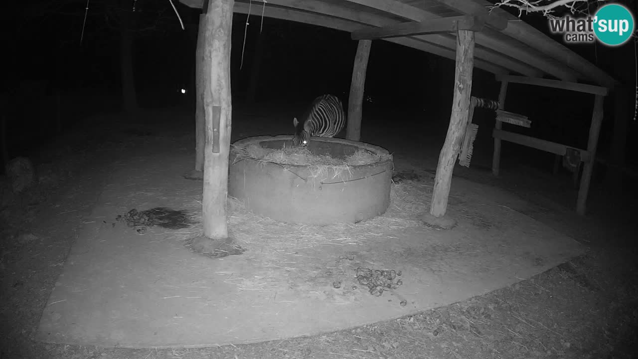 Zebre v živo v živalskem vrtu Ljubljana ZOO spletne kamere