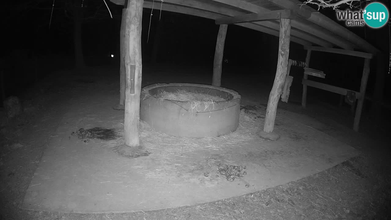 Live webcam Les zèbres in Ljubljana ZOO – Slovénie