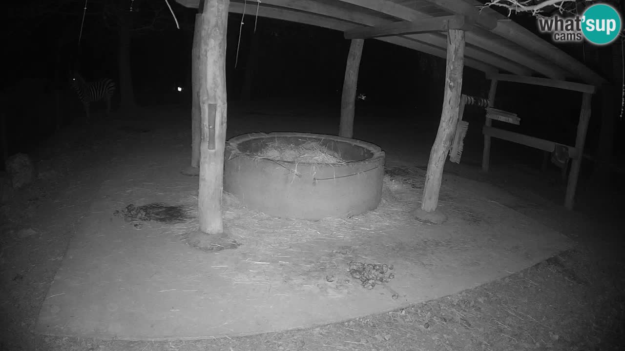 Live webcam Les zèbres in Ljubljana ZOO – Slovénie