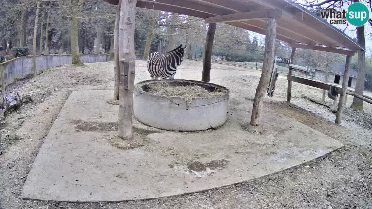 Live webcam Les zèbres in Ljubljana ZOO – Slovénie