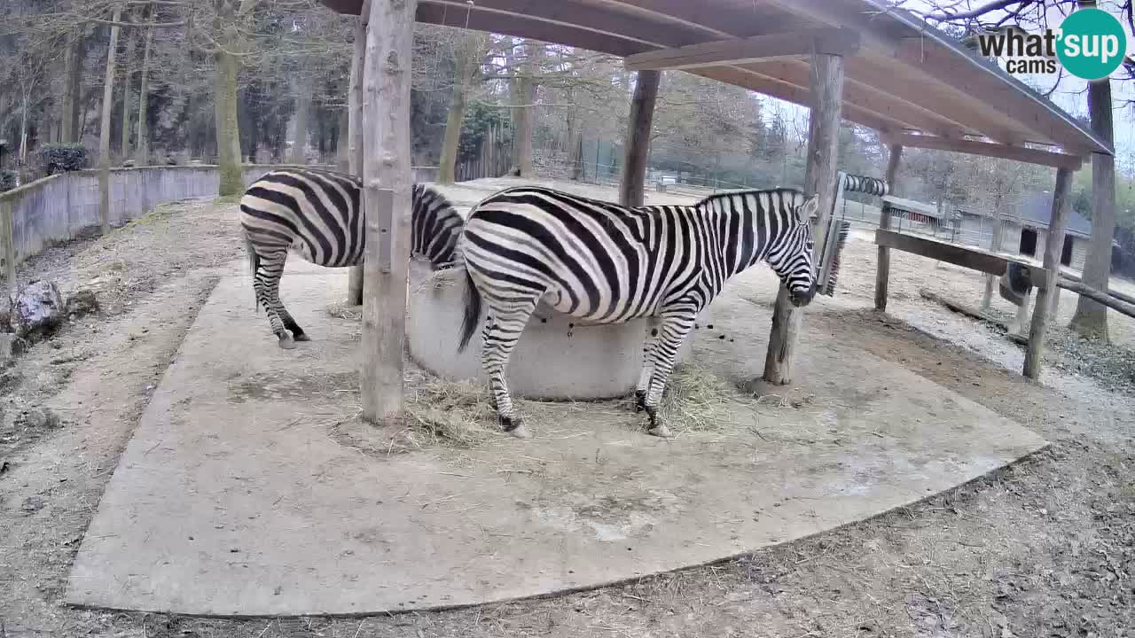 Live webcam Les zèbres in Ljubljana ZOO – Slovénie