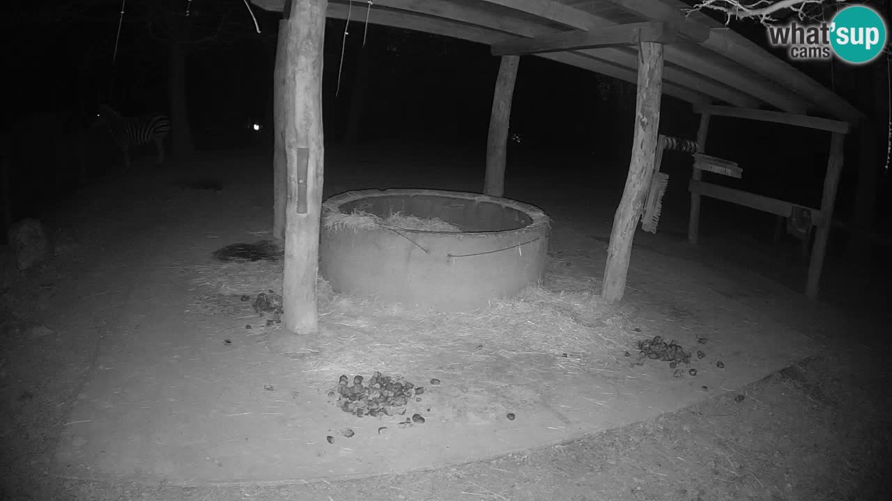 Live webcam Les zèbres in Ljubljana ZOO – Slovénie