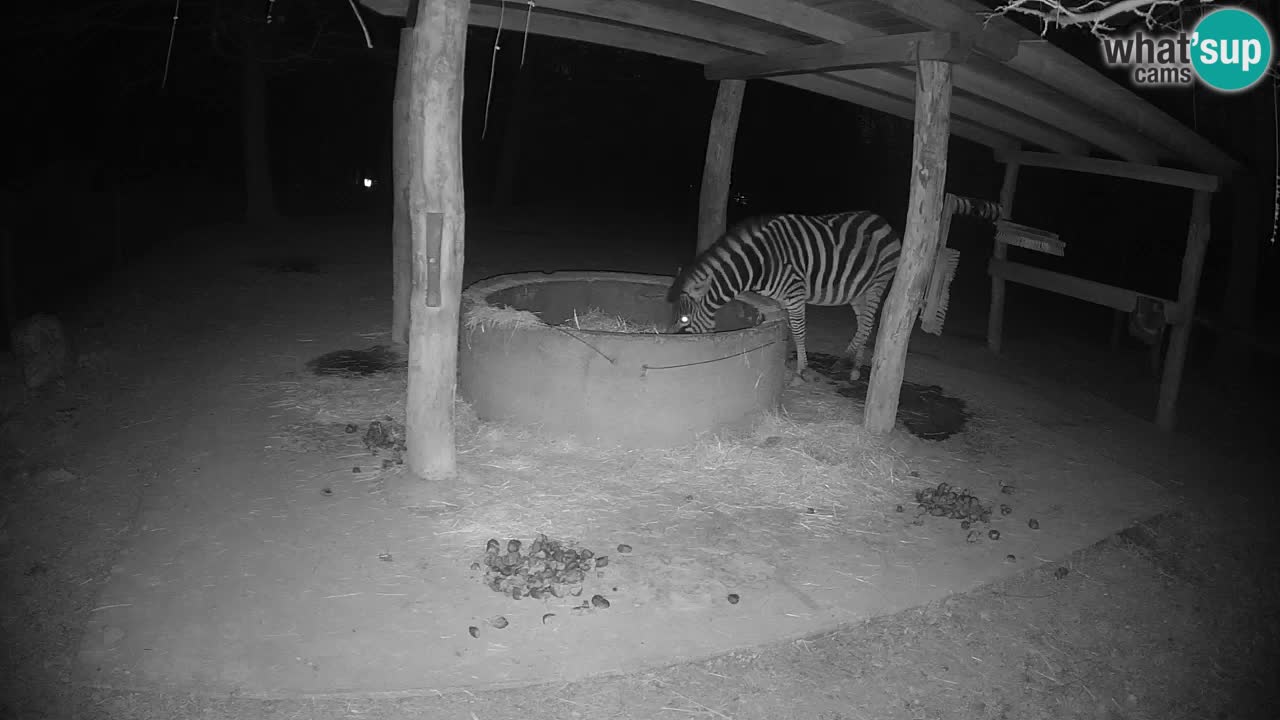 Live webcam Les zèbres in Ljubljana ZOO – Slovénie