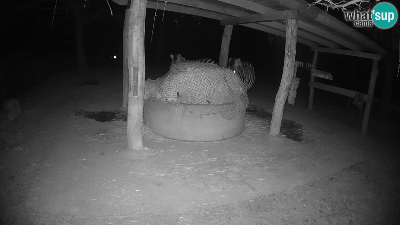 Camera en vivo Cebras in Ljubljana ZOO – Eslovenia