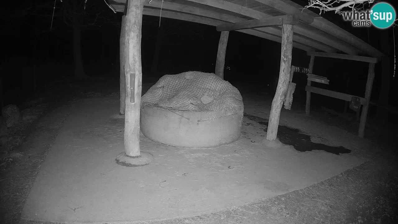 Live webcam Zebras in Ljubljana ZOO – Slovenia