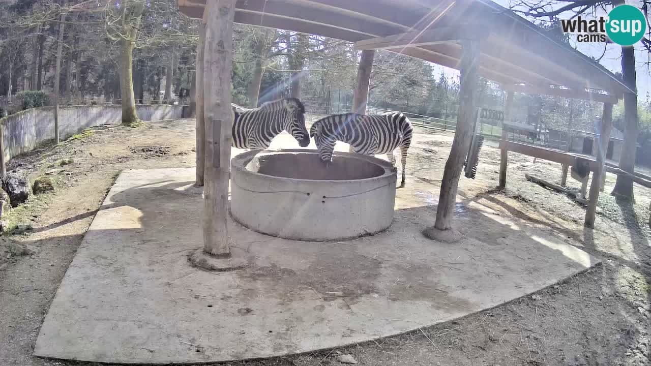 Live webcam Zebras in Ljubljana ZOO – Slovenia